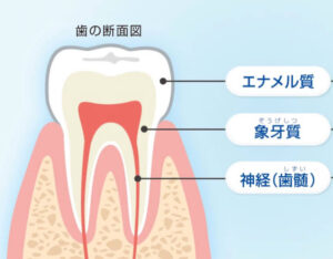 歯の神経の役割