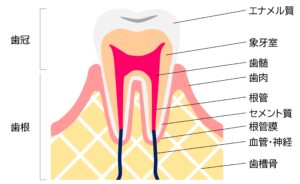 ふじた歯科　歯医者　歯科　歯の構造　フッ素　虫歯　エナメル質　象牙質
