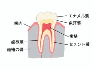 諫早　歯の構造